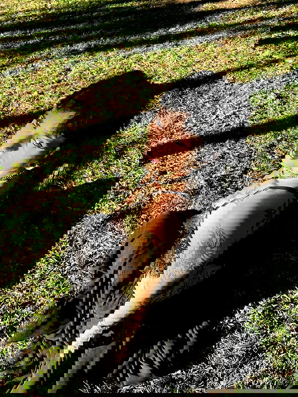 strawberryshanz strawberryshanz archive image