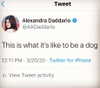 alexandradaddario Altpins Profile Picture