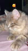 _mashachka_ Altpins Profile Picture