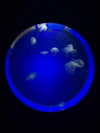 borkwsmh Altpins Profile Picture