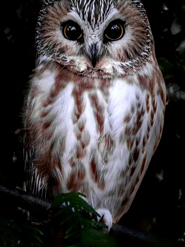 starttles starttles archive image