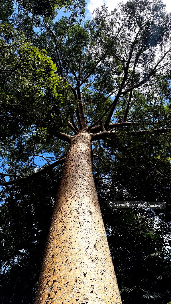 maori_cohen instagram image archive image
