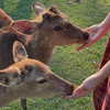 renatarrii Altpins Profile Picture