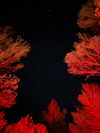 nomagdalina Altpins Profile Picture