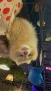 dante_yangpa Altpins Profile Picture
