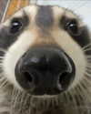 pipssqueakss Altpins Profile Picture