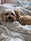 alma_ck_ Altpins Profile Picture