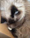 danielle.mercedie Altpins Profile Picture