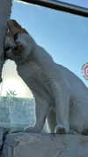 liiza_maarchuk Altpins Profile Picture