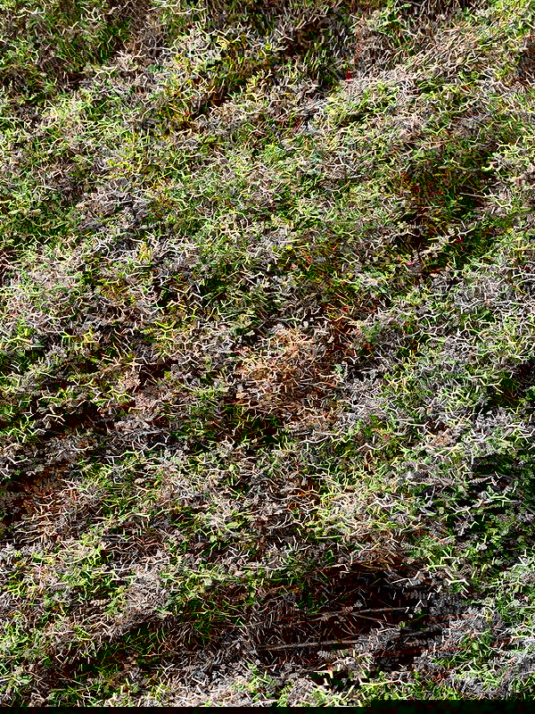 strawberryshanz strawberryshanz archive image