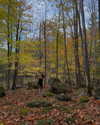 rouxroux.tv Altpins Profile Picture