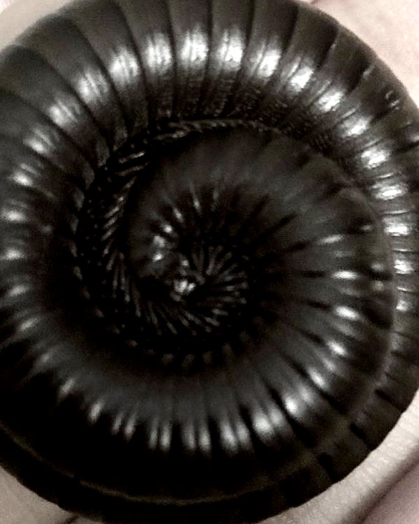 svcriligiosa instagram image archive image