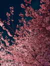 norajoy_official Altpins Profile Picture