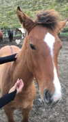 lollinski Altpins Profile Picture