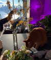rouxroux.tv Altpins Profile Picture