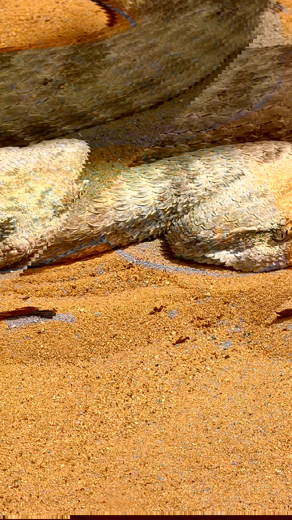 strawberryshanz strawberryshanz archive image