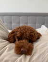 noa.benhemo Altpins Profile Picture