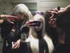yungbratzh Altpins Profile Picture