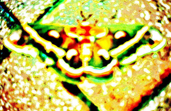 bugz4brainz instagram image archive image