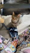 shanidahan7 Altpins Profile Picture