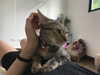 bad.toy Altpins Profile Picture