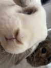 danielle.mercedie Altpins Profile Picture