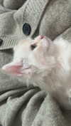 b.zohar Altpins Profile Picture