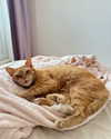 owlydiaa Altpins Profile Picture