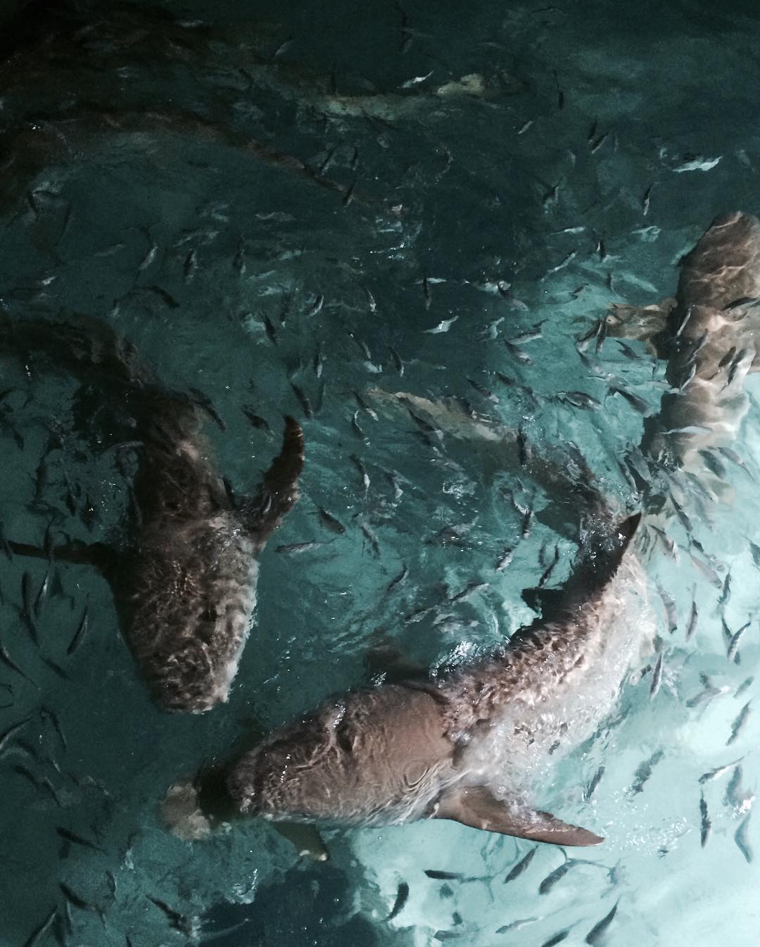 kkulakovaa instagram image archive image