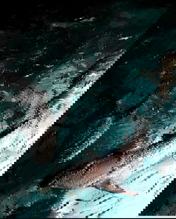 kkulakovaa image ~ Altpins