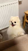 imshigh_ Altpins Profile Picture