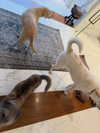 jenniferaniston Altpins Profile Picture