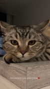milena_milachich Altpins Profile Picture