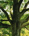 __rrenard__ Altpins Profile Picture