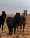 rouxroux.tv Altpins Profile Picture
