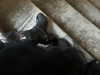 vvelum_ Altpins Profile Picture