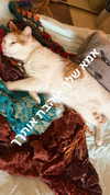 strawberryshanz Altpins Profile Picture