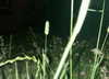 orman.mariee Altpins Profile Picture