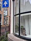 mollieruck Altpins Profile Picture