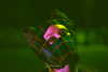 _broock_ Altpins Profile Picture