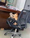 machine_mommy Altpins Profile Picture