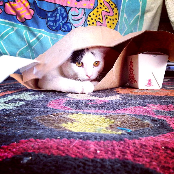 alexandradaddario instagram image archive image
