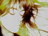 bugz4brainz Altpins Profile Picture