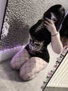 suicxidall Altpins Profile Picture