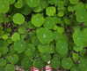 petite.carrot Altpins Profile Picture