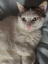 _broock_ Altpins Profile Picture