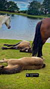 _roniira Altpins Profile Picture