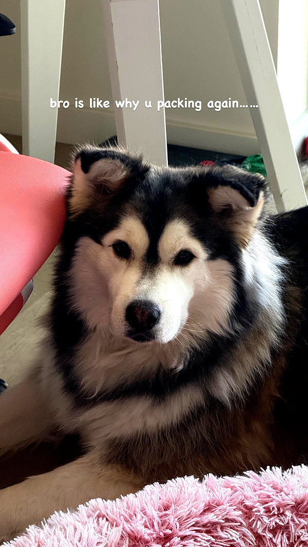 shulunc instagram image archive image