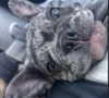 rott3nbambi Altpins Profile Picture
