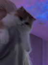 mennyaah Altpins Profile Picture